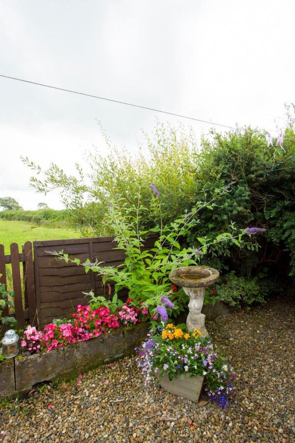 Goitre Bach Cottage Aberaeron Exterior photo